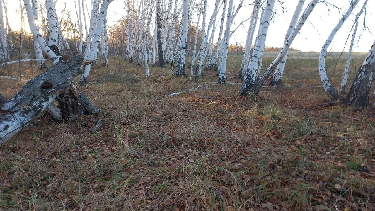 Экскурсия «Осенний пейзаж» - Культурный мир Башкортостана