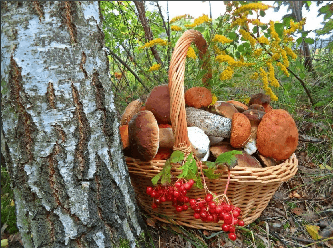 Дары леса картинки