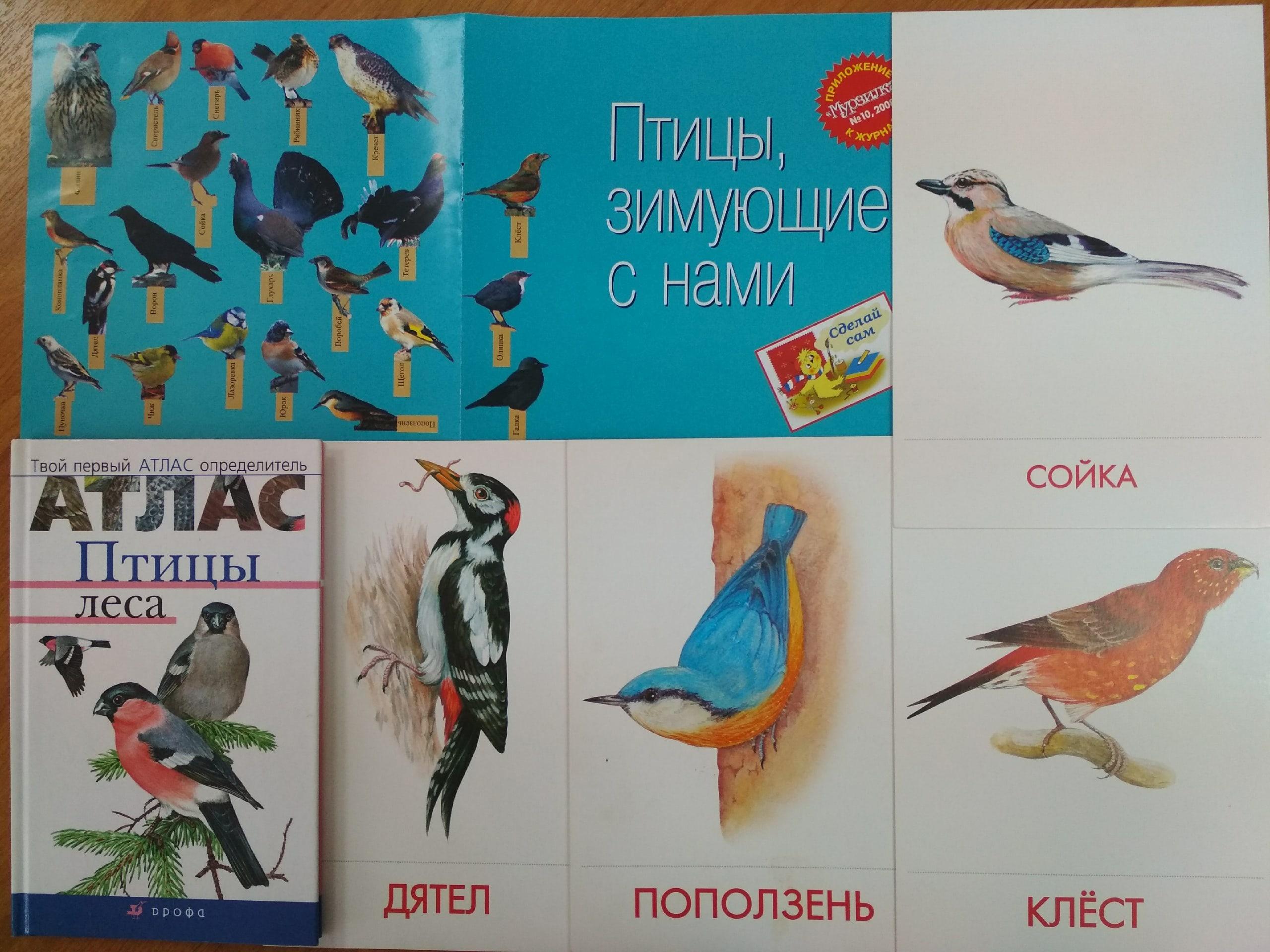 Атлас птиц. Птицы наших лесов. Обложка для книжки малышки Лесные птицы.