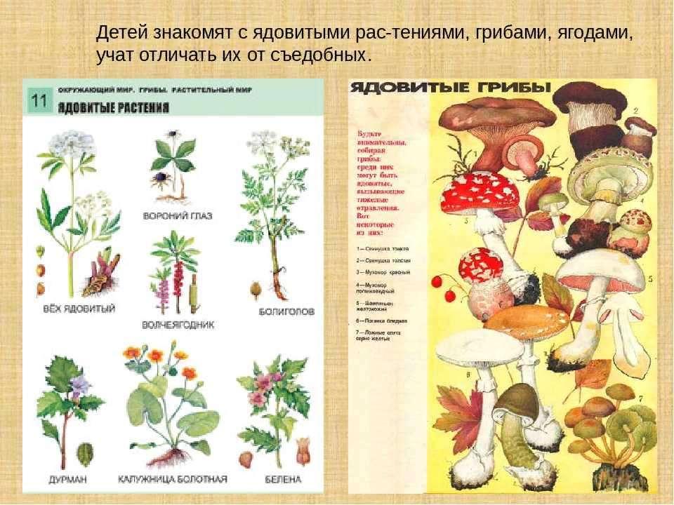 Презентация опасные растения и грибы 1 класс