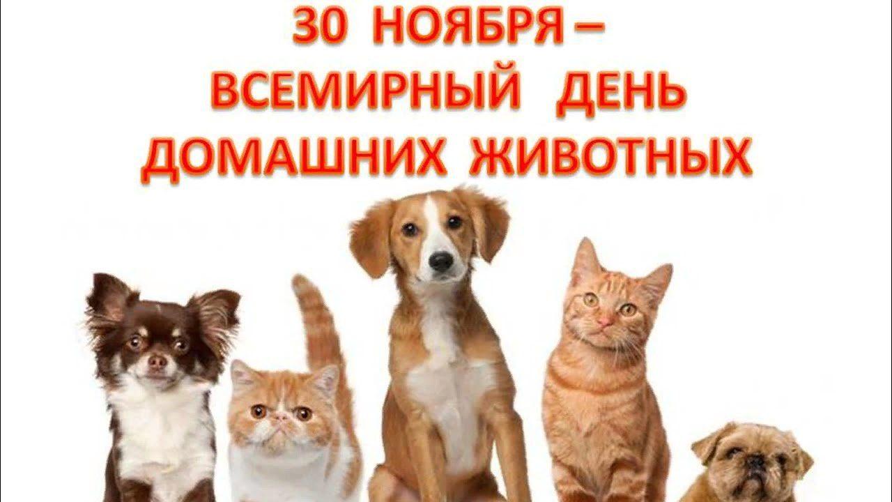 День животных в россии в 2024. Международный день домашних животных. Всемирный день домашних животных 30 ноября. Поздравление с днем домашних животных. День домашних животных картинки.