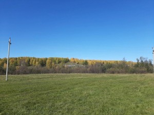 Экскурсия «На лесной опушке»