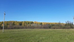 Экскурсия «На лесной опушке»