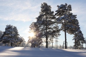 Фото конкурс «Зима – красавица узор нарисовала»
