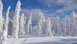 Фотоконкурс «Зима в объективе»