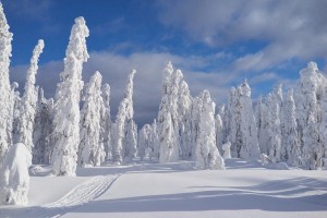 Фотоконкурс «Зима в объективе»