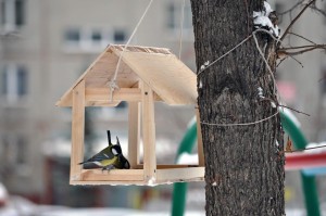Экологическая акция «Кормушка для птиц»