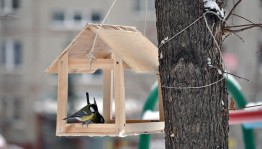 Экологическая акция «Кормушка для птиц»