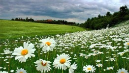 Мероприятие «Ромашкино поле»