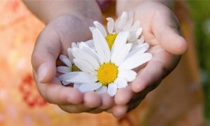 Акция «Подари ромашку счастья»