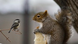 Экскурсионная программа «Угощение птиц и белок»