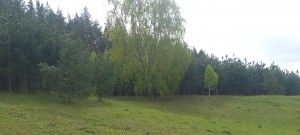 «День любви к деревьям»
