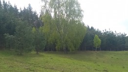 «День любви к деревьям»
