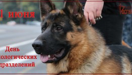 День кинолога