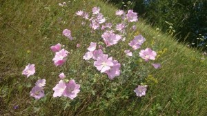 Познавательный час «Растения, которые лечат»