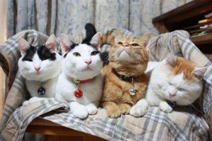 Литературный экочас «Такие удивительные животные»