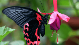 Эколого-познавательная программа «Порхающие цветы»