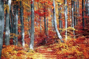 «Забавное путешествие»
