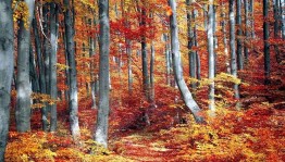 «Забавное путешествие»