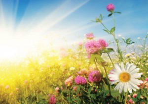 Вечер отдыха «Июльская пора»