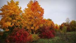 Ярмарка «Золотая осень»