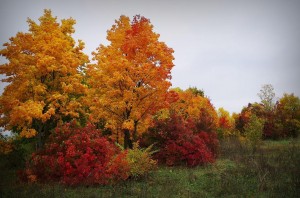 Ярмарка «Золотая осень»