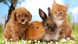 «Они всегда рядом..»