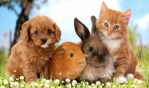 «Они всегда рядом..»