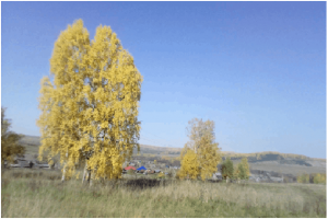 Литературный вечер «Я эту землю Родиной зову»