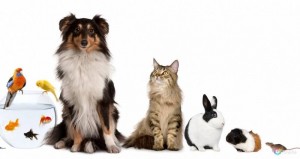 Выставка рисунков «Наши верные друзья»