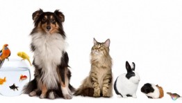 Выставка рисунков «Наши верные друзья»