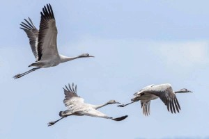 Творческий вечер «Праздник белых журавлей»