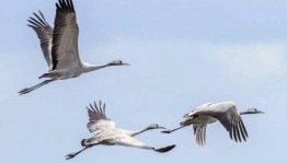 Творческий вечер «Праздник белых журавлей»