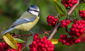 Выставка, посвященная осенней природе и перелетным птицам