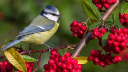 Выставка, посвященная осенней природе и перелетным птицам