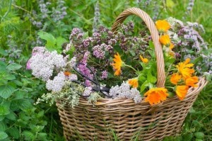 Познавательная игра «Целебное лукошко».