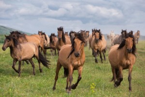 В Башкортостане пройдёт Республиканский фестиваль лошадей башкирской породы «Башҡорт аты»