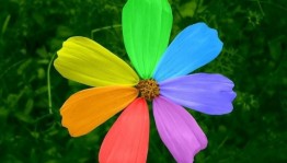 Игровая программа «Цветик–семицветик»