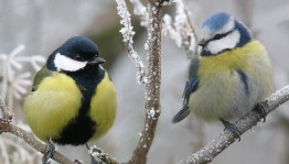 Познавательная программа «Синичкин день»