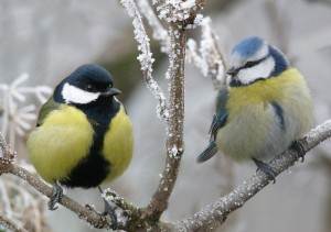 Познавательная программа «Синичкин день»