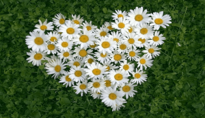 Развлекательная программа «Ромашка на счастья»