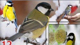 Литературно-экологическая игра «Птичка синичка – воробью сестричка»