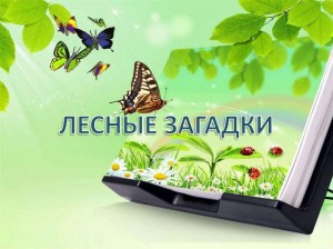 Викторина «Лесные загадки»