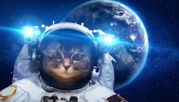 Час информации «Кошка–космонавт»