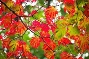 Литературно-музыкальная композиция «Пусть будет теплой осень жизни!»