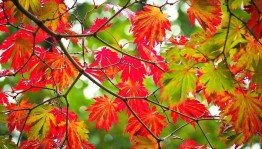 Литературно-музыкальная композиция «Пусть будет теплой осень жизни!»