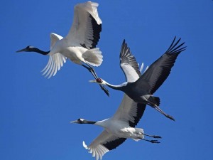 «Праздник белых журавлей»