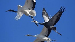 «Праздник белых журавлей»