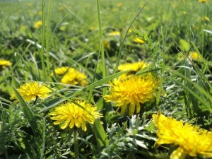 Экологическая игра «Сила в растениях»