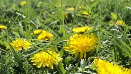 Экологическая игра «Сила в растениях»